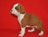 Puppies for sale Greece, Athens Boxer
