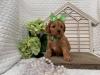 Puppies for sale Cyprus, Paphos Other breed, Cavapoo