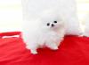 Puppies for sale Germany, Mainz Pomeranian Spitz