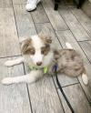 Puppies for sale Germany, Berlin Australian Shepherd