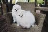 Puppies for sale Cyprus, Limassol Pomeranian Spitz