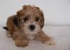 Puppies for sale Spain, Murcia Yorkshire Terrier