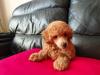 Puppies for sale Germany, Kayzerslauten Toy-poodle