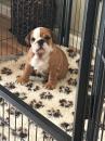 Puppies for sale Poland, Rzeszow English Bulldog