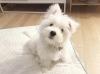 Puppies for sale Germany, Dortmund West Highland White Terrier