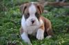 Puppies for sale France, Metz Boxer