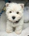 Puppies for sale Germany, Dortmund West Highland White Terrier