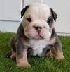 Puppies for sale Czech Republic, Hradec Kralove English Bulldog