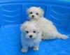 Puppies for sale Germany, Berlin Maltese