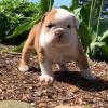 Puppies for sale Czech Republic, Czech-budievitsy English Bulldog