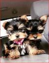 Puppies for sale Spain, Barcelona Yorkshire Terrier, Puppies