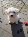 Puppies for sale Netherlands, Bergen aan Zee Bichon