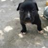 Puppies for sale USA, Florida American Pit-Bull Terrier, Pitbul 
