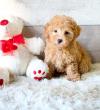 Puppies for sale Georgia, Rustavi Toy-poodle