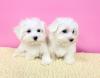 Puppies for sale Germany, Chemnitz Maltese