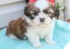 Puppies for sale Kyrgyzstan, Bishkek Shih Tzu