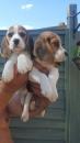 Puppies for sale Cyprus, Limassol Beagle