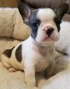 Puppies for sale Armenia, Gyumri French Bulldog