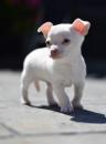 Puppies for sale Russia, Petrozavodsk Chihuahua