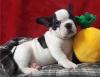 Puppies for sale Tajikistan, Kurgan-Tube French Bulldog