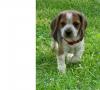 Puppies for sale Finland, Tampere Beagle