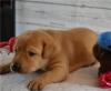Puppies for sale Finland, Alajarvi Labrador