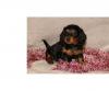 Puppies for sale Finland, Kuopio Dachshund