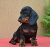 Puppies for sale Uzbekistan, Samarkand Dachshund