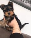 Puppies for sale Cyprus, Limassol Yorkshire Terrier