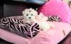 Puppies for sale Slovenia, Lukovar Maltese