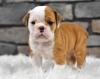 Puppies for sale Ukraine, Donetsk English Bulldog