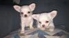 Puppies for sale United Kingdom, Darlington Chihuahua