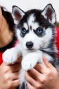 Puppies for sale Germany, Berlin Haski