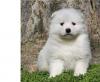 Puppies for sale Germany, Augsburg Samoyed dog (Samoyed)