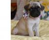 Puppies for sale Finland, Turks Pug