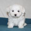 Puppies for sale United Kingdom, Portsmouth Maltese