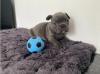 Puppies for sale Germany, Berlin French Bulldog, französische Bulldogge Welpen