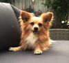 Puppies for sale Luxembourg, Luxembourg Papillon and Phalene
