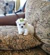 Puppies for sale Ukraine, Kirovograd Maltese