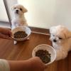 Puppies for sale Greece, Heraklion Maltese