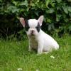 Puppies for sale Sweden, Helsingborg French Bulldog