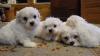 Puppies for sale Germany, Cologne Maltese