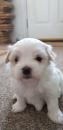 Puppies for sale Slovakia, Bratislava Maltese