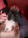 Puppies for sale USA, Oklahoma Boxer