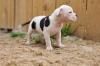 Puppies for sale Ireland, Dublin Other breed, Alapaha Blue Blood Bulldog