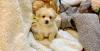 Puppies for sale Netherlands, Bergen aan Zee , maltipoo
