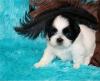 Puppies for sale Portugal, Braga Shih Tzu