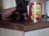 Puppies for sale Sweden, Stockholm Yorkshire Terrier