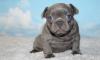Puppies for sale Netherlands, Eindhoven French Bulldog