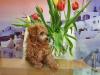 Puppies for sale Germany, Baden-Baden Toy-poodle
